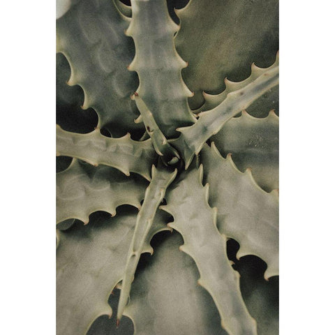 Aloe_002 Black Modern Wood Framed Art Print with Double Matting by 1x Studio III
