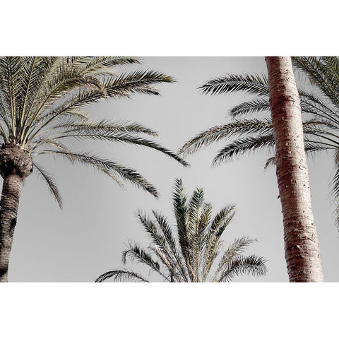 Palm_009 Black Modern Wood Framed Art Print with Double Matting by 1x Studio III