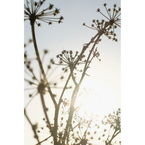 Beach flowers_001 Gold Ornate Wood Framed Art Print with Double Matting by 1x Studio III
