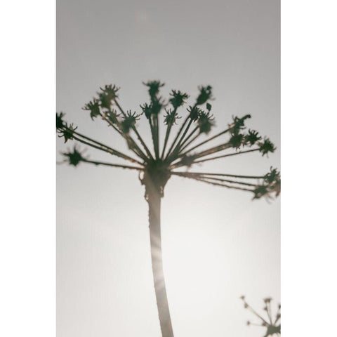 Beach flowers_002 Black Modern Wood Framed Art Print with Double Matting by 1x Studio III