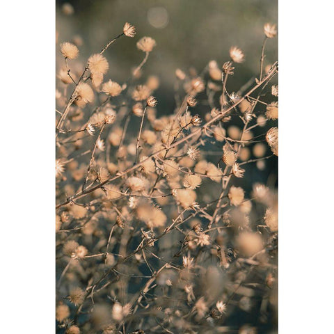 Beach flowers_003 Black Modern Wood Framed Art Print with Double Matting by 1x Studio III