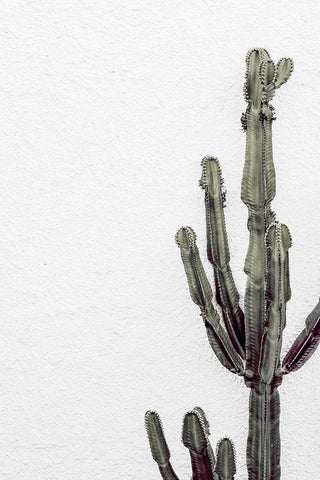 Cactus_003 White Modern Wood Framed Art Print with Double Matting by 1x Studio III