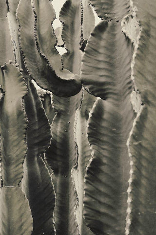 Cactus_002 Black Ornate Wood Framed Art Print with Double Matting by 1x Studio III