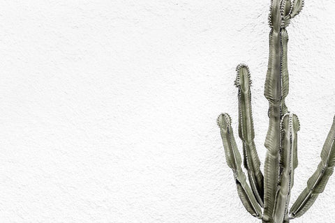 Cactus_004 Black Ornate Wood Framed Art Print with Double Matting by 1x Studio III