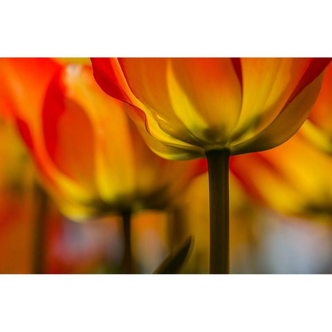 Under the tulip Black Modern Wood Framed Art Print with Double Matting by Berkovits, Dorit