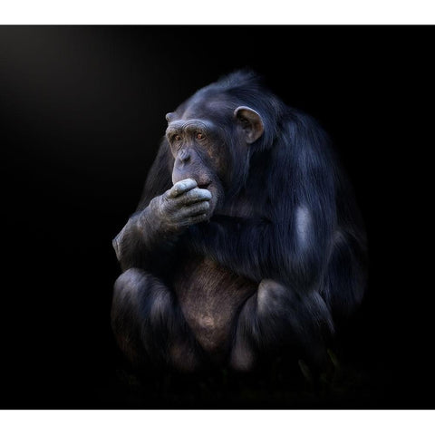 chimpanzee White Modern Wood Framed Art Print by Garcia, Helena