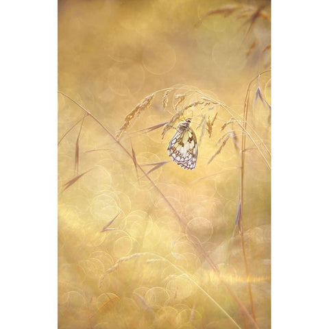 Sprinkle Black Modern Wood Framed Art Print with Double Matting by Van Helden, Elisabeth