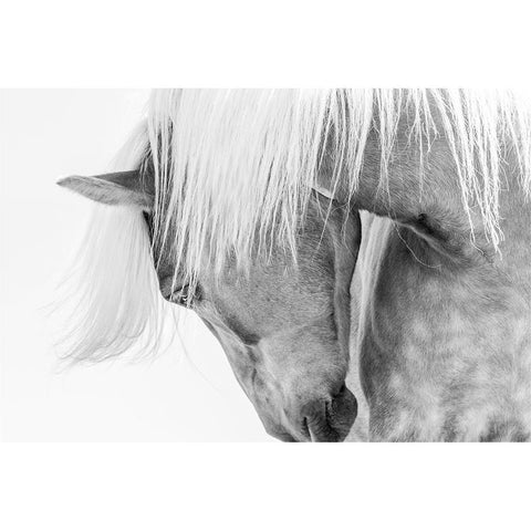 Halflinger Portrait White Modern Wood Framed Art Print by Kimberly