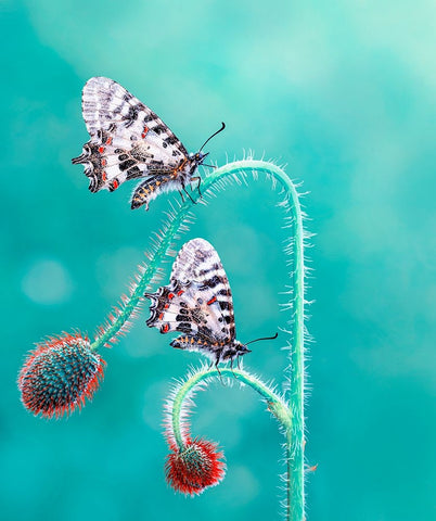 Friends Black Ornate Wood Framed Art Print with Double Matting by ozturk, Mustafa