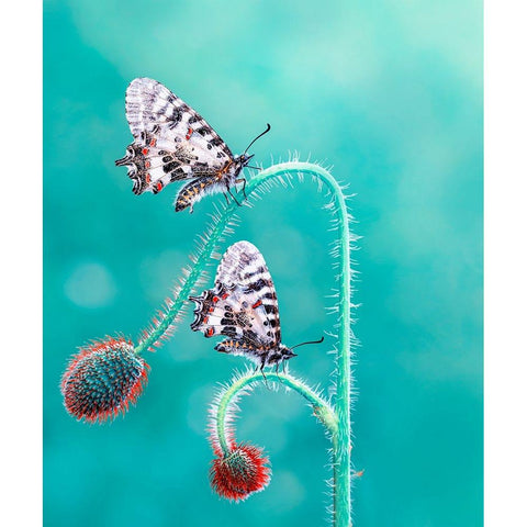 Friends Black Modern Wood Framed Art Print by ozturk, Mustafa