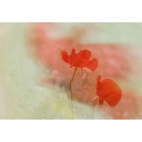 Poppy 2 Black Modern Wood Framed Art Print by Stas, Marie-Anne
