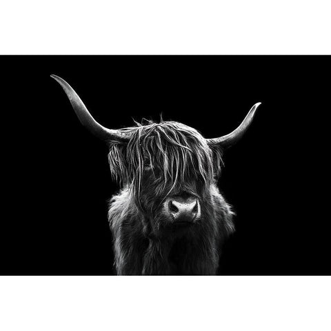 Long hair cattle Black Modern Wood Framed Art Print with Double Matting by Jin, Jie