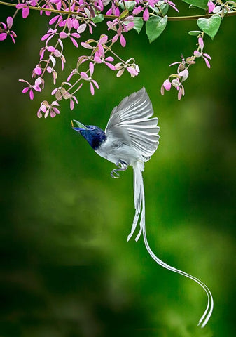 Finally Got It Black Ornate Wood Framed Art Print with Double Matting by Muliani Hartojo, Angela