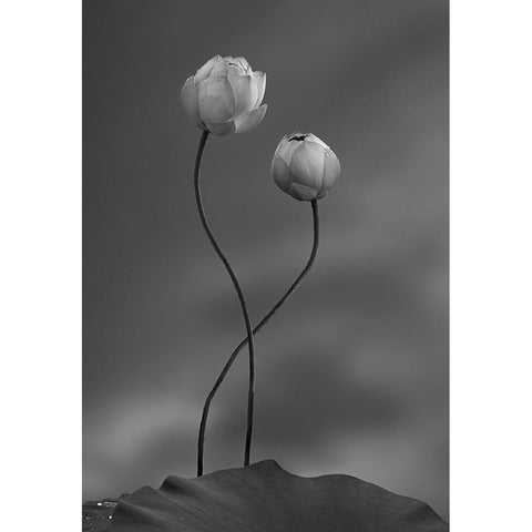 Lotus Black Modern Wood Framed Art Print with Double Matting by Wei, Taiga