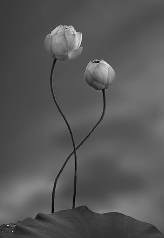 Lotus White Modern Wood Framed Art Print with Double Matting by Wei, Taiga