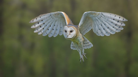 Elegance Black Ornate Wood Framed Art Print with Double Matting by Tiffany, Heymans