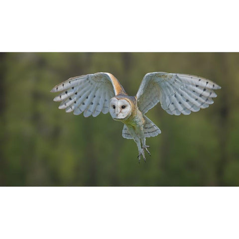 Elegance Black Modern Wood Framed Art Print by Tiffany, Heymans