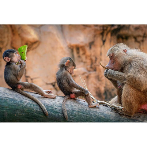 Lesson in the Wild White Modern Wood Framed Art Print by Ng, Joseph