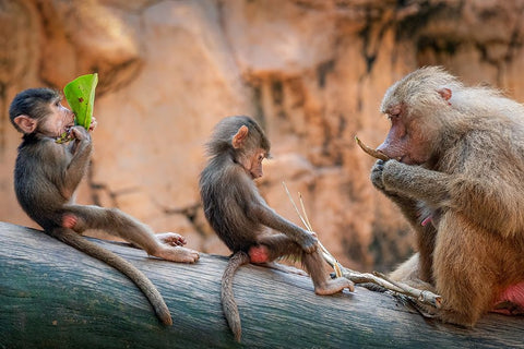 Lesson in the Wild White Modern Wood Framed Art Print with Double Matting by Ng, Joseph