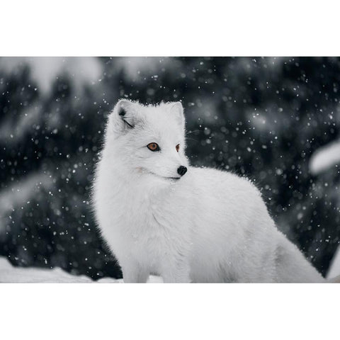 Artic Fox White Modern Wood Framed Art Print by Bjorndal Srisoi, Geir