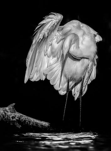 Great White Egret Black Ornate Wood Framed Art Print with Double Matting by Van Der, Jan