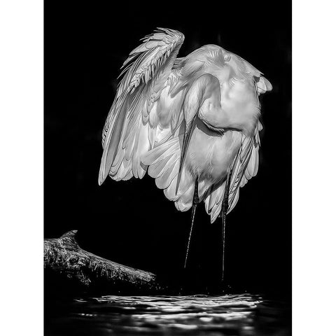 Great White Egret White Modern Wood Framed Art Print by Van Der, Jan