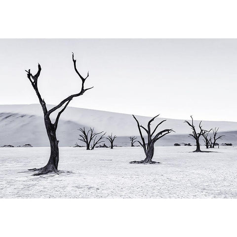 Deadvlei White Modern Wood Framed Art Print by Zheng, Michael