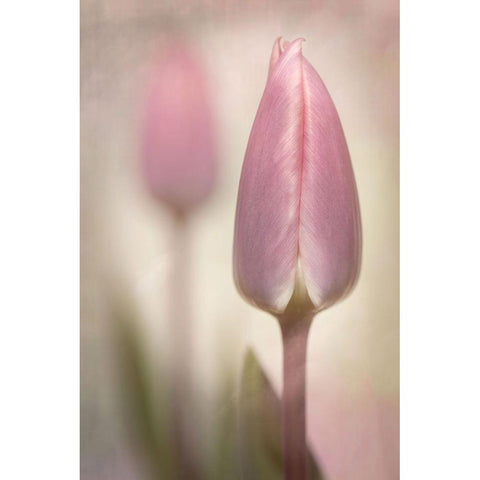 Pink Tulips White Modern Wood Framed Art Print by Williams, Sharon