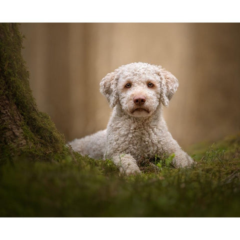 The Guardian of the Forest White Modern Wood Framed Art Print by Kuplenk, Nika