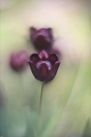 Projectorlens Photo White Modern Wood Framed Art Print with Double Matting by van marwijk, tonnie