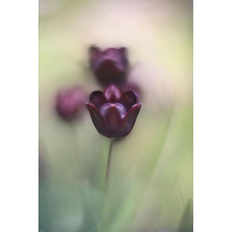 Projectorlens Photo Black Modern Wood Framed Art Print with Double Matting by van marwijk, tonnie