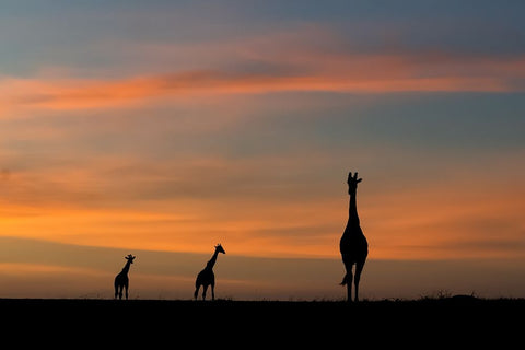 ddidcdsd ddldcdndids dydcdcd d ddcddbdudsd White Modern Wood Framed Art Print with Double Matting by Sobhi, Ahmed