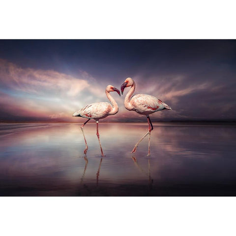 FlamingoLove Black Modern Wood Framed Art Print with Double Matting by Egger, Marcel