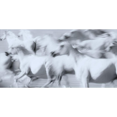 Herd of White Arabian Mares White Modern Wood Framed Art Print by Leinemann, Ulrike