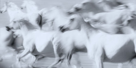 Herd of White Arabian Mares White Modern Wood Framed Art Print with Double Matting by Leinemann, Ulrike