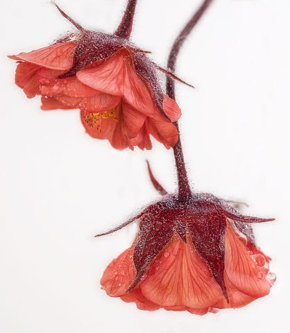 Red And Wet White Modern Wood Framed Art Print with Double Matting by Stas, Marie-anne