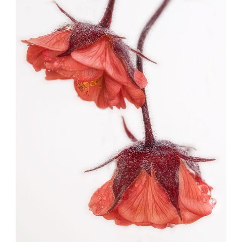 Red And Wet White Modern Wood Framed Art Print by Stas, Marie-anne