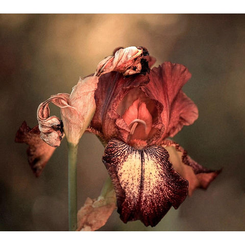 An Iris In Spring Gold Ornate Wood Framed Art Print with Double Matting by Wechsler, Robin