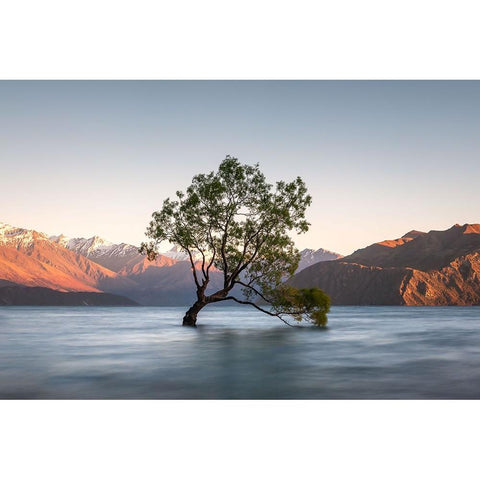 wanaka tree Gold Ornate Wood Framed Art Print with Double Matting by Schaarschmidt, Christoph
