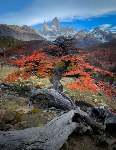 Autum in Fitz Roy Black Ornate Wood Framed Art Print with Double Matting by Li, Bing