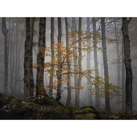 Bosque en la niebla White Modern Wood Framed Art Print by Ruiz Rivas, Ja