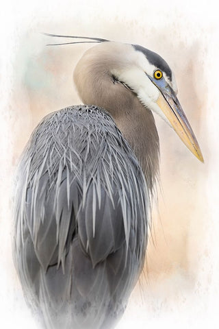 Great Blue Heron Portrait Black Ornate Wood Framed Art Print with Double Matting by D Lester, Linda