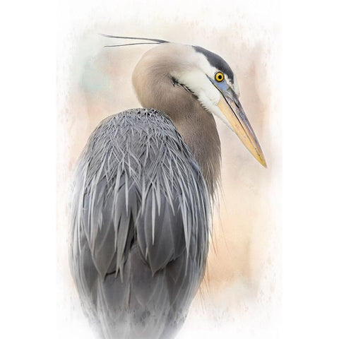 Great Blue Heron Portrait Gold Ornate Wood Framed Art Print with Double Matting by D Lester, Linda