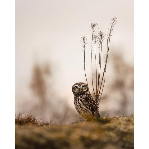 Screech owl in the morning Black Modern Wood Framed Art Print with Double Matting by Firesova, Michaela