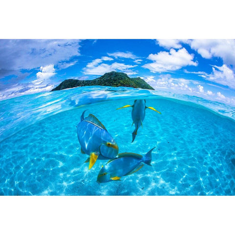 Surgeon Fish Trio White Modern Wood Framed Art Print by Gabriel, Barathieu