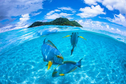 Surgeon Fish Trio White Modern Wood Framed Art Print with Double Matting by Gabriel, Barathieu