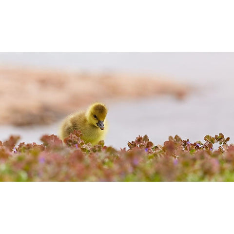 waters edge Black Modern Wood Framed Art Print with Double Matting by Williams, Stuart