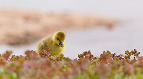 waters edge White Modern Wood Framed Art Print with Double Matting by Williams, Stuart