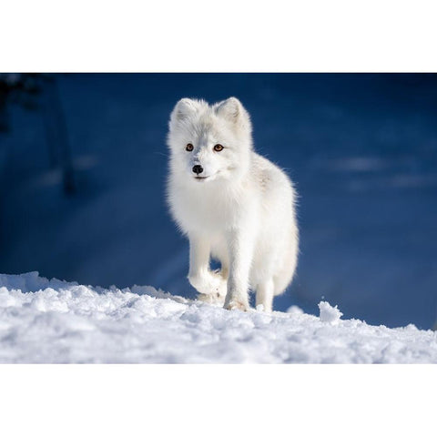 Artic Fox In Winter Landscape White Modern Wood Framed Art Print by Bjorndal Srisoi, Geir