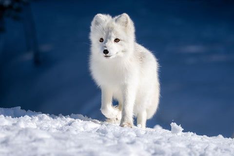 Artic Fox In Winter Landscape Black Ornate Wood Framed Art Print with Double Matting by Bjorndal Srisoi, Geir